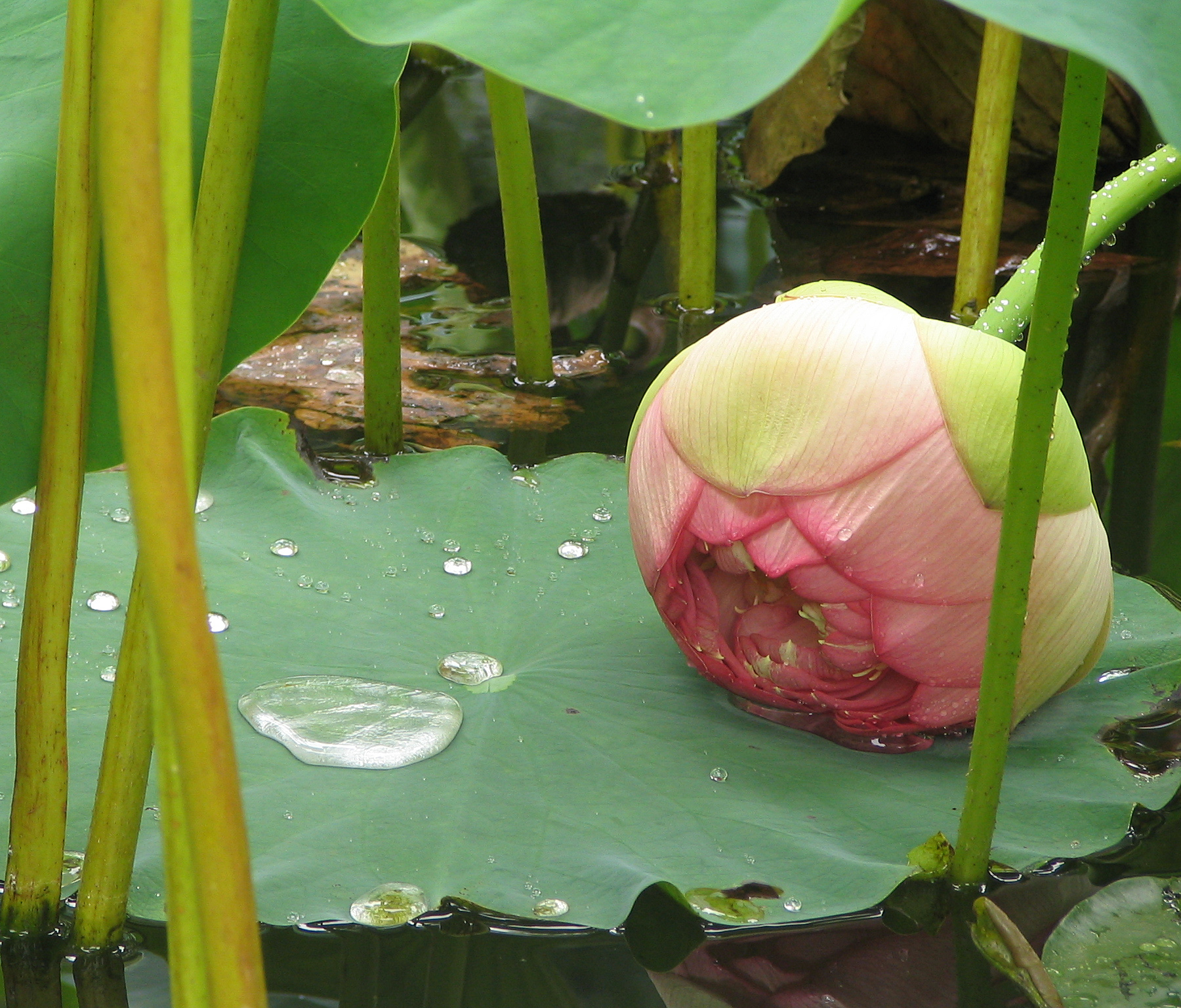 Nelumbo Nucifera